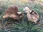 Pikkelyes pöfeteg (Lycoperdon utriforme), Budai-hegység